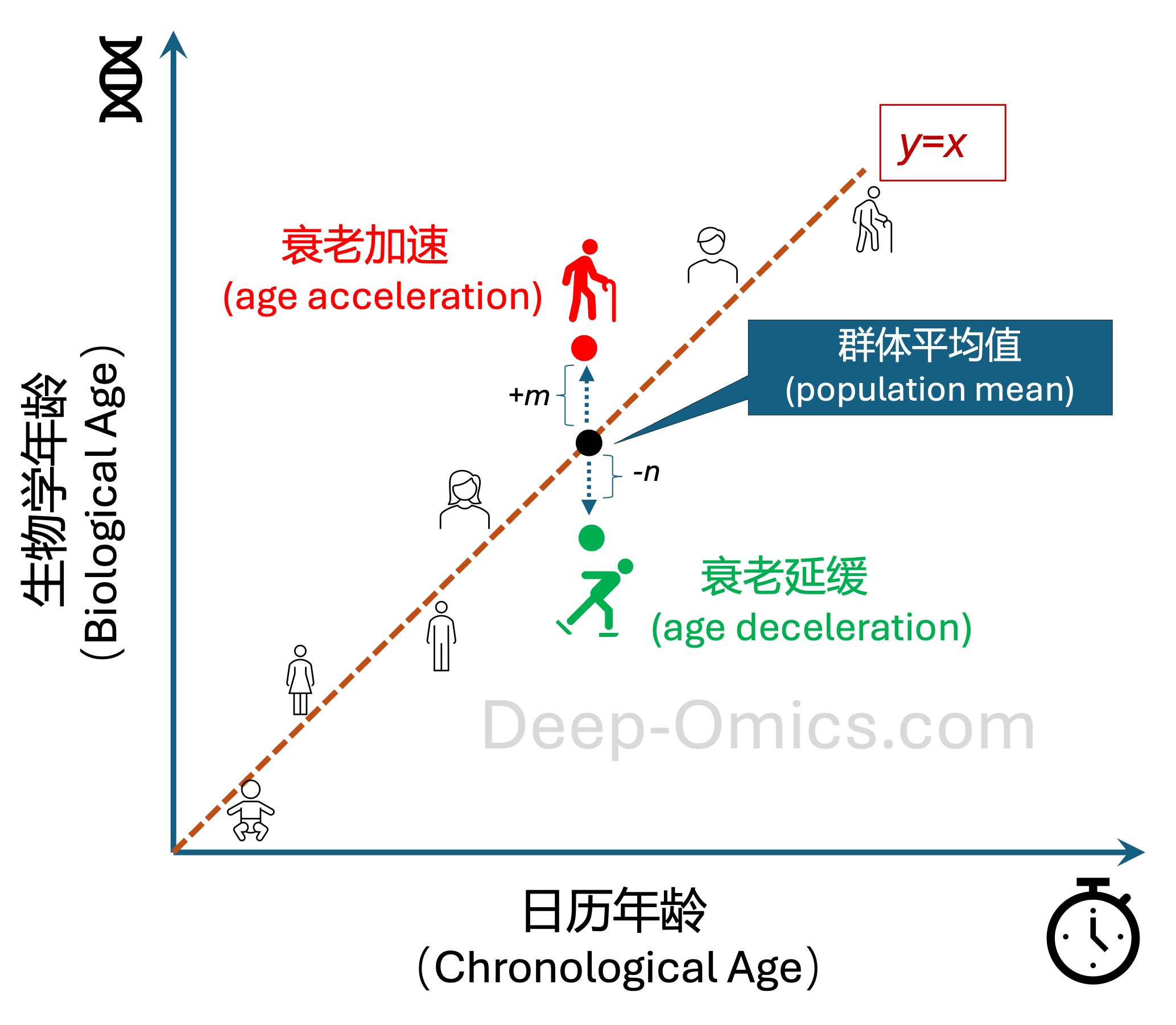 DNA甲基化年龄加速示意图